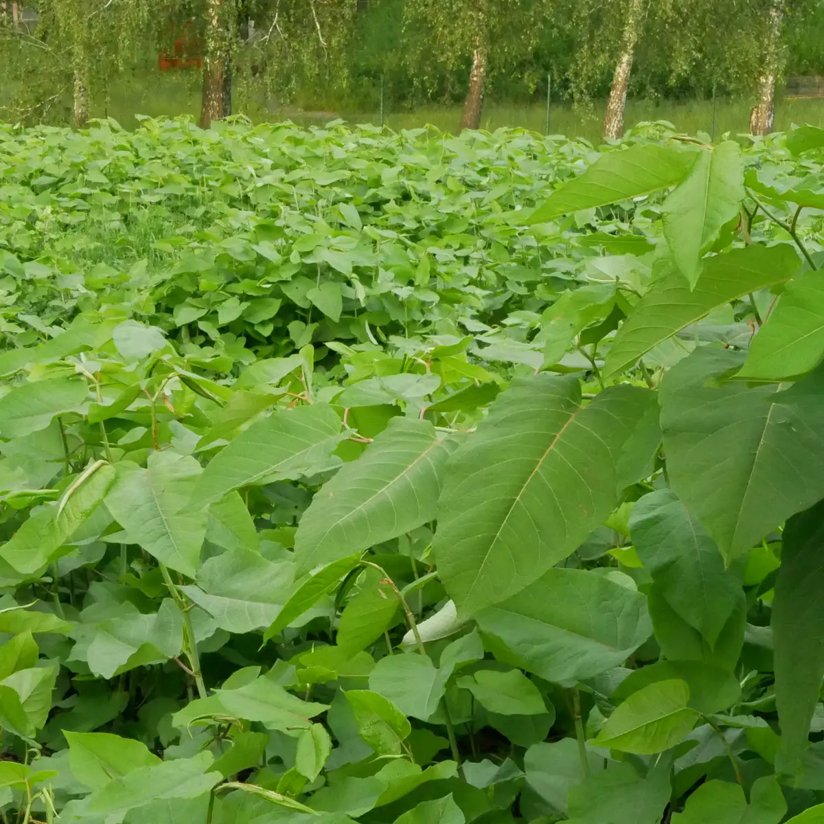 invasive species site clearance japanese knotweed service kent