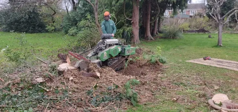 Cost Effective Tree Stump Removal