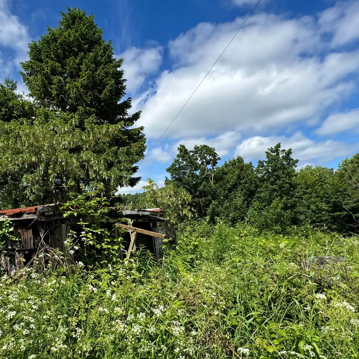 overgrown vegetation site clearance service kent