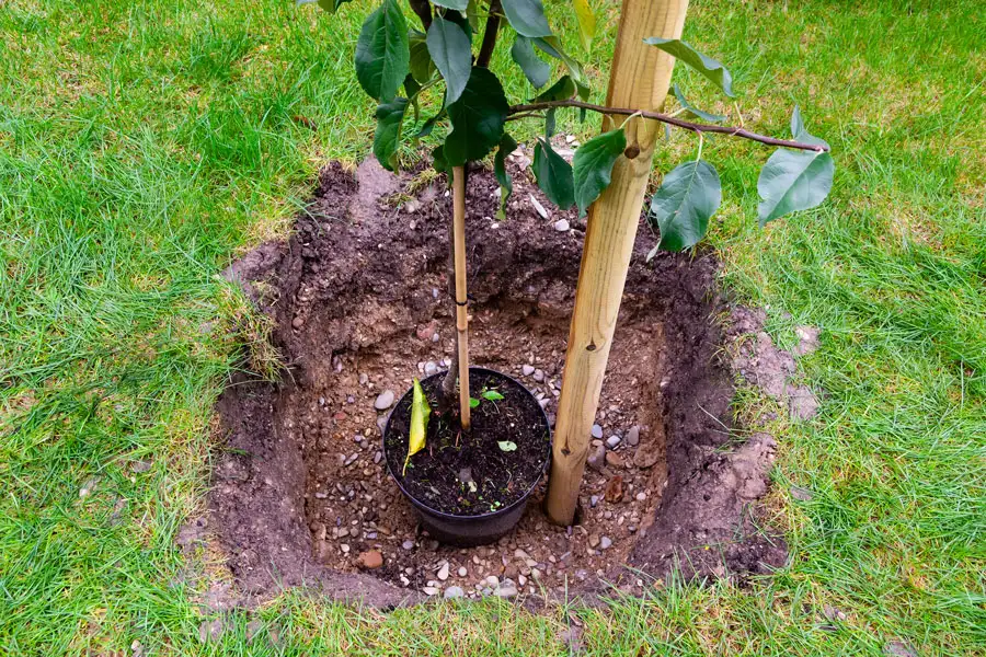 Tree Planting Service in Maidstone and Kent