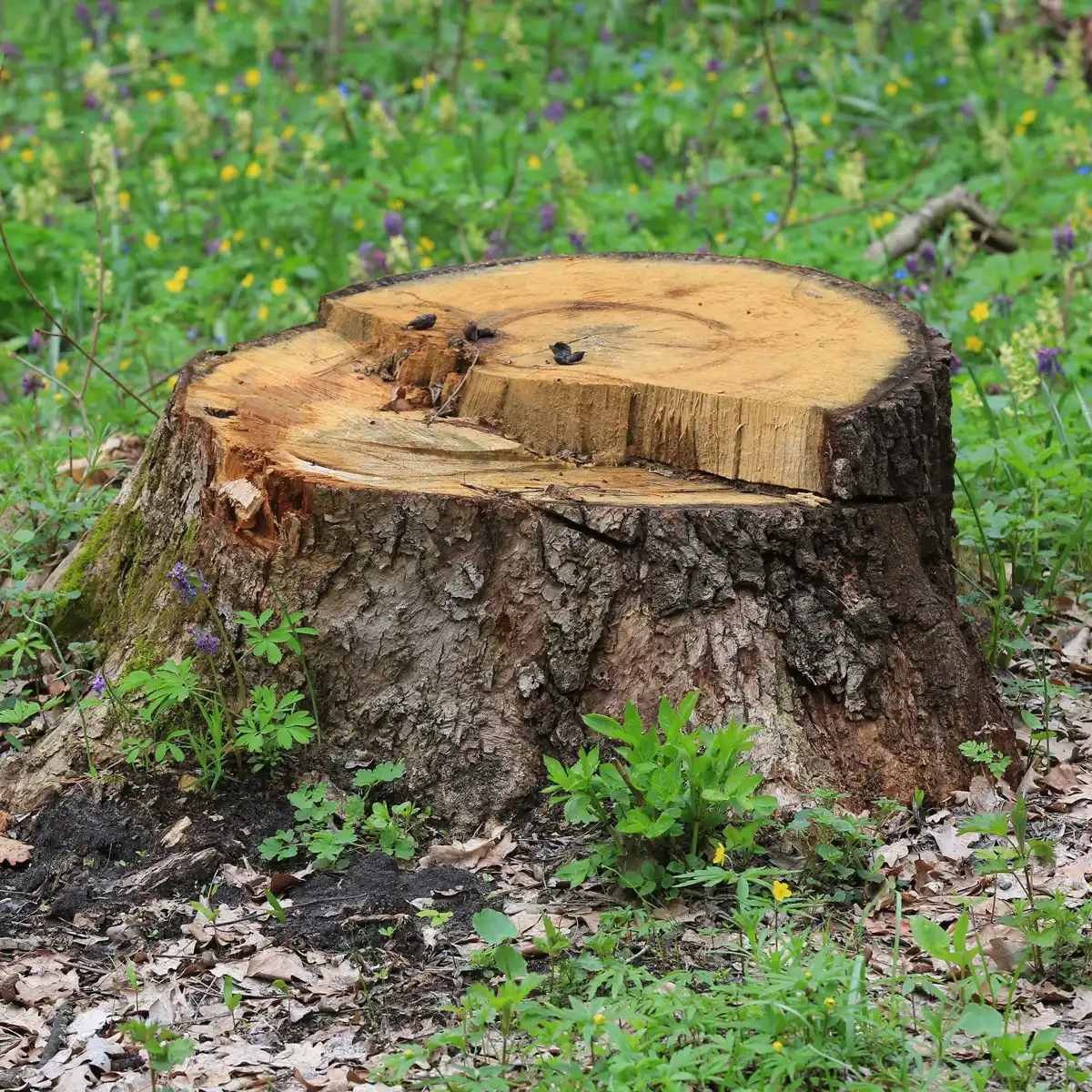 tree stump removal site clearance service Kent